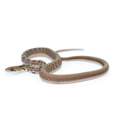 Trinket Snake
